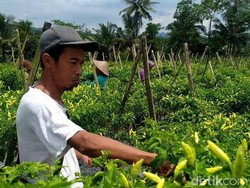 Harga Cabai Naik Jelang Lebaran, Petani Banjarnegara Semringah