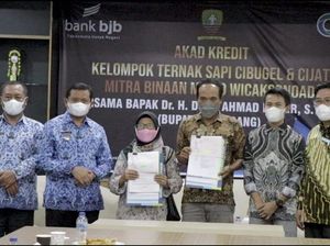 23 Peternak Sumedang Jadi Pilot Project Budi Daya Sapi KUR bank bjb