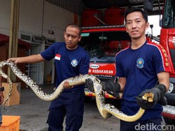 Hii! Ular Piton 4 Meter Mlungker di Kandang Bebek di Boyolali