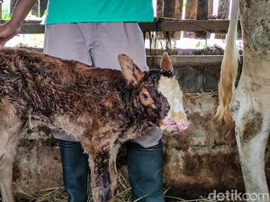 8 Ekor Anak Sapi Mati, Dugaan Digigit Anjing Liar 8 Ekor Anak Sapi Mati, Dugaan Digigit Anjing Liar