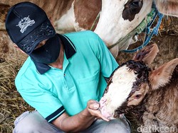Unik! Anak Sapi di Kulon Progo Ini Punya 2 Hidung Berfungsi Normal