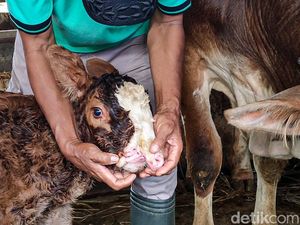 Penampakan Unik Anak Sapi Berhidung Dua di Kulon Progo
