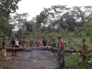 Bidan Desa Tewas Tertimpa Pohon Tumbang di Batang