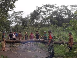 Bidan Desa Tewas Tertimpa Pohon Tumbang di Batang