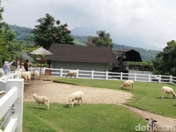 Jam Buka dan Harga Tiket Cimory Dairyland Prigen