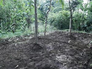 Jaga Alam Majalengka dengan Hutan Adat Kota