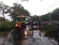 Cuaca Ekstrem di Lamongan, Pohon Tumbang dan Rumah Rusak