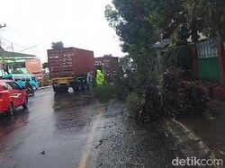 Pohon Tumbang Bikin Macet Kawasan Wisata Cheng Hoo Pasuruan