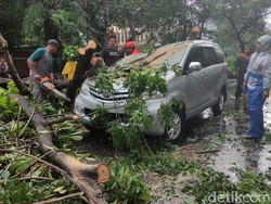 3 Pohon Tumbang di Sidoarjo, Total Ada 4 Kendaraan yang Tertimpa