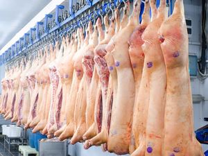 Livy Renata Keracunan Tutut hingga Hukum Muslim Jual Daging Babi Livy Renata Keracunan Tutut hingga Hukum Muslim Jual Daging Babi