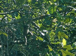 Identifikasi Satwa di Pegunungan Sanggabuana, Ada Satwa Endemik