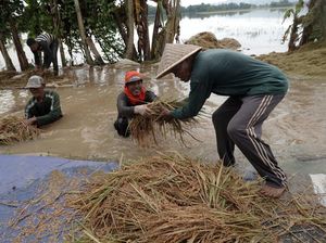 Ternyata Petani Itu Singkatan, Ini Kepanjangannya