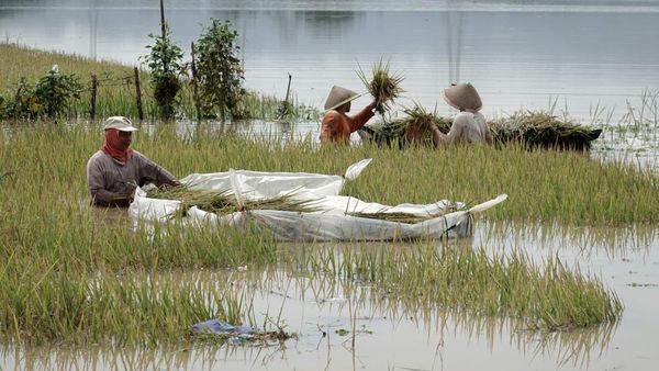 Sedih! Padi Siap Panen Rusak Terendam Banjir