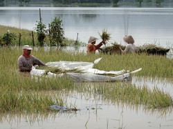 Ekosistem Buatan: Pengertian, Karakteristik Beserta Contohnya