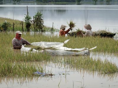Sedih! Padi Siap Panen Rusak Terendam Banjir