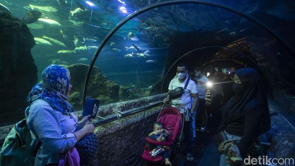 Serunya Habiskan Akhir Pekan di Sea World Ancol