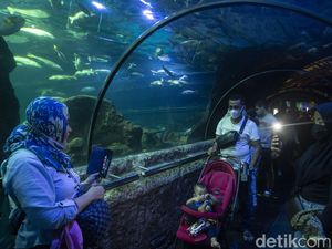 Serunya Habiskan Akhir Pekan di Sea World Ancol
