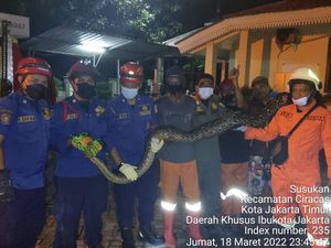Ngeri! Ular Sanca 5 Meter Ditemukan di Tong Sampah Warga di Jaktim
