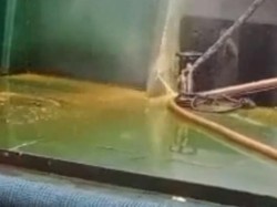 Viral Minyak Goreng Satu Kapal Tumpah ke Laut, Pengusaha Bilang Begini