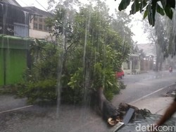 Angin Kencang Tumbangkan Sejumlah Pohon di Bojonegoro, Arus Lalin Macet