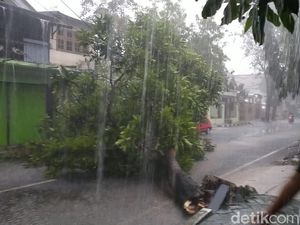 Angin Kencang Tumbangkan Sejumlah Pohon di Bojonegoro, Arus Lalin Macet Angin Kencang Tumbangkan Sejumlah Pohon di Bojonegoro, Arus Lalin Macet