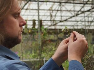 20 Spesies Anggrek Baru Ditemukan di Kosta Rika