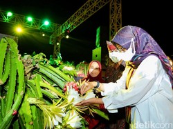 Buah Naga Banyuwangi Bakal Diekspor ke Singapura Hingga Eropa