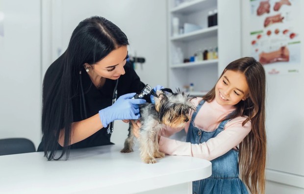 Ilustrasi membawa hewan peliharaan ke dokter hewan/Foto: freepik.com/artursafronovvvv