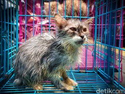 Kenali Struktur Sel Hewan Berikut Ciri-ciri dan Fungsinya