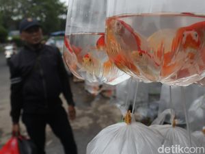 Jangan Asal Satukan Ikan Dalam Satu Akuarium, Ada Tipsnya Nih! Jangan Asal Satukan Ikan Dalam Satu Akuarium, Ada Tipsnya Nih!