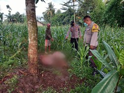 Maling Sadis, Korban Dipenggal dan Diambil Hatinya