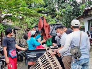 Arena Sabung Ayam Resahkan Warga di Kendit Situbondo Digerebek