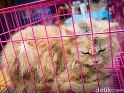 Riwayat Kucing-kucing Sekarat di Taman Langsat