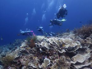 Menikmati Wisata Bawah Laut Tomia Wakatobi