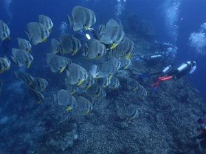 Ternyata Begini Cara Ikan Minum Air Laut