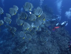 Ternyata Begini Cara Ikan Minum Air Laut
