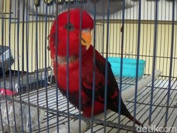 Jual Burung Nuri Maluku, Pria Wonosobo Ini Terancam 5 Tahun Bui