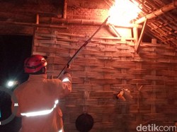 Ingin Musnahkan Sarang Tawon Vespa, Warga Tuban Ini Malah Dibawa ke Puskesmas