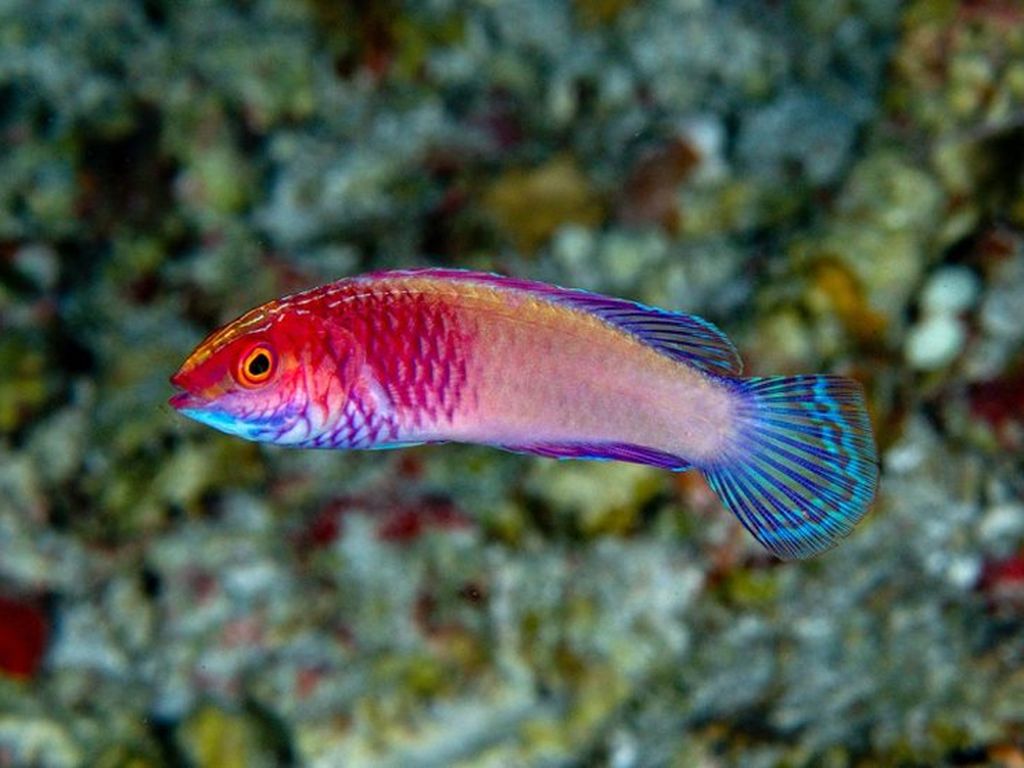 Spesies Ikan Secantik Ini Baru Ditemukan di Maldives, Mau Lihat?