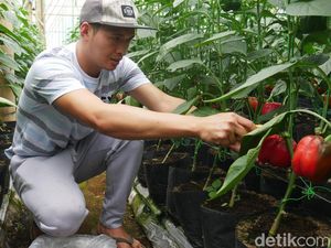 Cerita Sukses Petani Paprika Patahkan Stigma Hidup Susah Cerita Sukses Petani Paprika Patahkan Stigma Hidup Susah