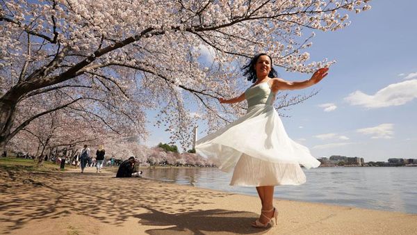 Tak Cuma di Jepang, Sakura Juga Bikin Washington D.C Makin Cantik