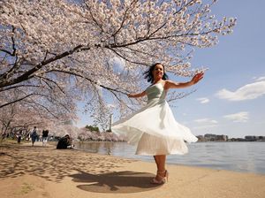 Tak Cuma di Jepang, Sakura Juga Bikin Washington D.C Makin Cantik