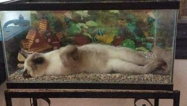 Aksi Aneh Hewan yang Tertangkap Kamera Bikin Ngakak