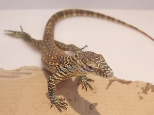 Pertama Kalinya, 16 Ekor Bayi Komodo Lahir di Bali Safari Park