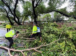 Puluhan Pohon di Jakarta Pusat Tumbang Usai Diterjang Hujan-Angin Kencang
