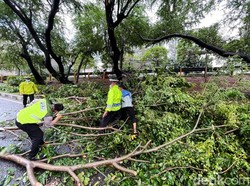 Puluhan Pohon di Jakarta Pusat Tumbang Usai Diterjang Hujan-Angin Kencang