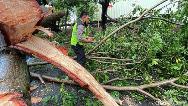 Bruuuk... Pohon di Bekasi Tumbang Gegara Angin Kencang