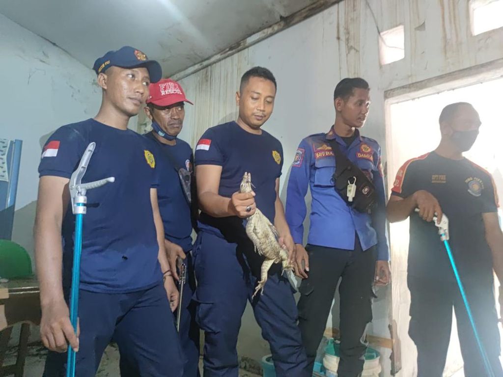 Biawak Ditangkap di Atap Rumah Warga Kota Probolinggo Setelah Dikira Ular
