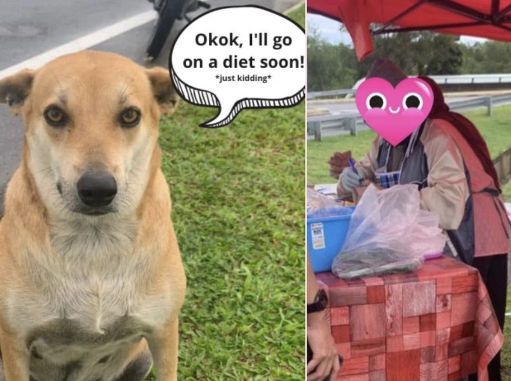 Lucu! Anjing Jalanan Ini Gemuk karena Jadi Pelanggan Setia Kedai Nasi Lemak