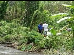 Perangkap Disiapkan Tangkap Buaya di Sungai Kediri